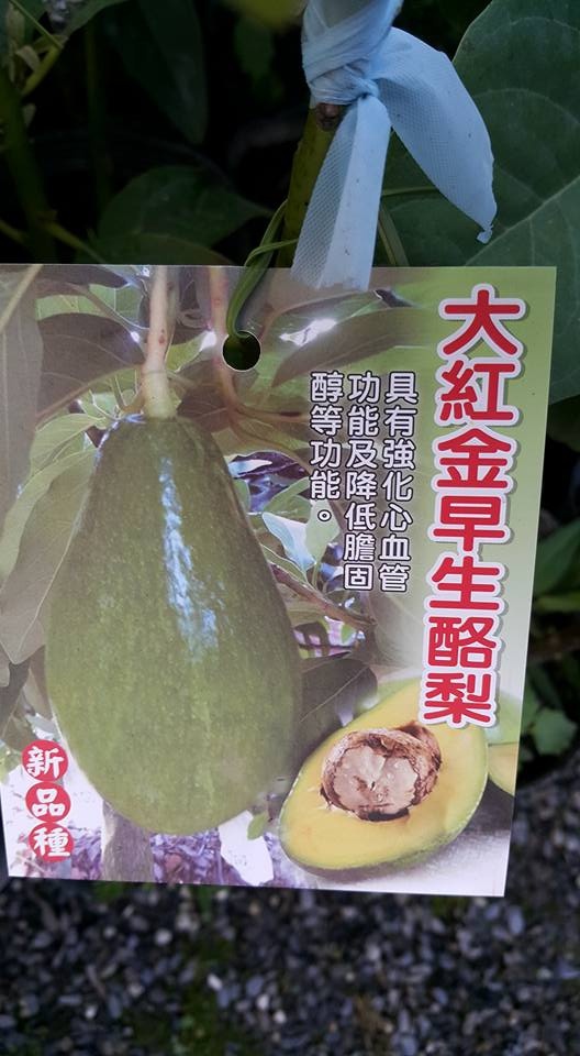 大紅金早生酪梨 稼接苗 瀚苗果樹苗園han Miao 0911 0000新興果樹 上百種水果苗推廣 瀚苗果樹苗園han Miao 新興果樹 上百種水果苗推廣0911 0000國道十號燕巢交流道下約公尺即抵 大紅金早生酪梨 稼接苗 瀚苗果樹苗園han Miao 0911 0000新興果樹 上百種水果苗推廣 瀚苗果樹苗園han Miao 新興果樹 上百種水果苗推廣0911 0000國道十號燕巢交流道下約公尺即抵