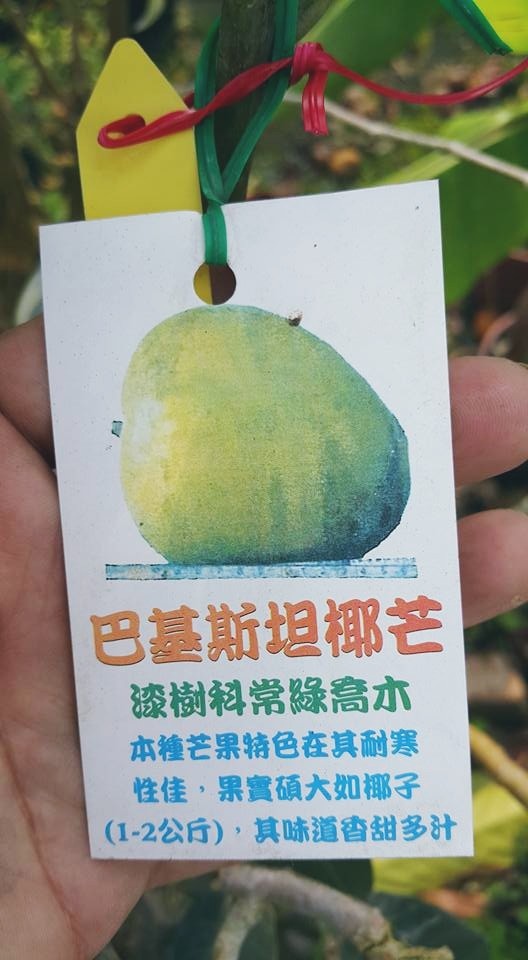 å·´åŸºæ–¯å¦æ¤°èŠ'æžœ ç¨¼æŽ¥è‹— ç€šè‹—æžœæ¨¹è‹—åœ'han Miao 0911 880000æ–°èˆˆæžœæ¨¹ ä¸Šç™¾ç¨®æ°´æžœè‹—æŽ¨å»£ ç€šè‹—æžœæ¨¹è‹—åœ'han Miao æ–°èˆˆæžœæ¨¹ ä¸Šç™¾ç¨®æ°´æžœè‹—æŽ¨å»£0911 880000åœ‹é