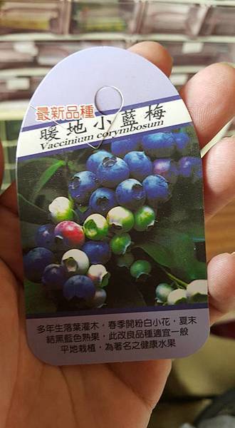 平地藍莓