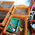 龜吼漁港 (3)