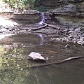 20120707-8McCormick's Creek State Park Nature Center (2)這個也算fall~Indiana婦女之自豪