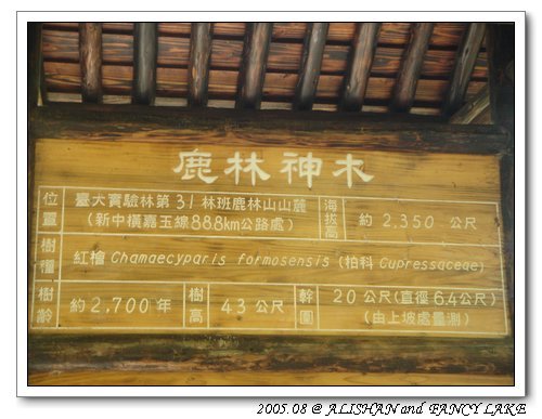 鹿林神木