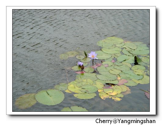 紫色的蓮花