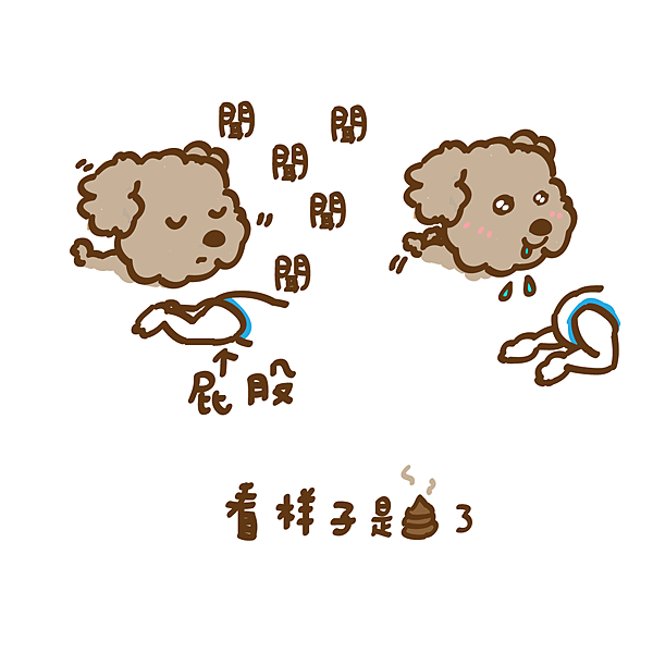 紅貴賓喜歡寶寶