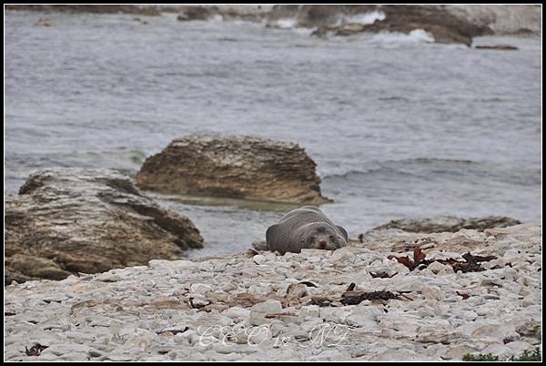 kaikoura28.jpg