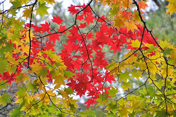 DSC_0611.JPG DSC_0611.JPG