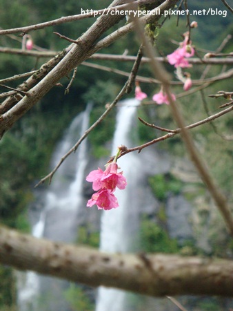 烏來賞櫻-1 烏來賞櫻-1