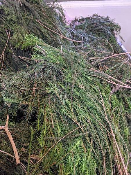 茶樹2.jpg 茶樹2.jpg