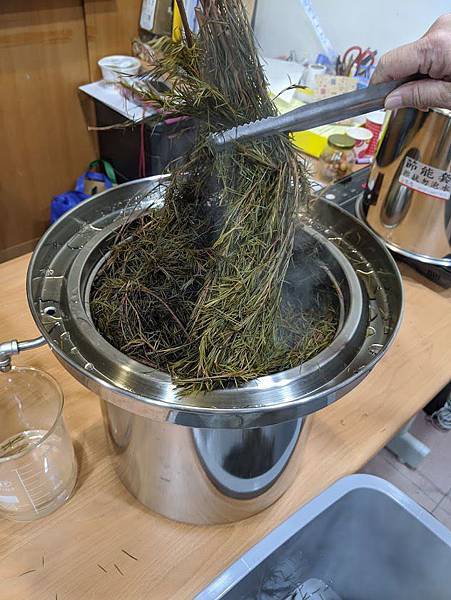 茶樹3.jpg 茶樹3.jpg