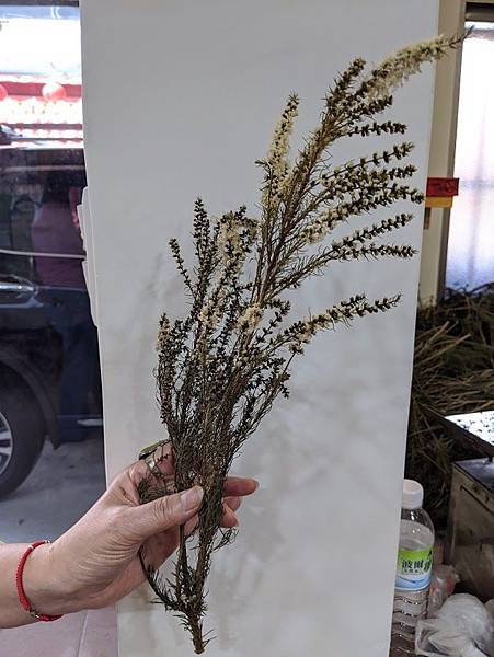 茶樹花.jpg 茶樹花.jpg