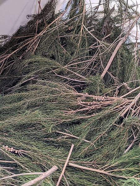 茶樹1.jpg 茶樹1.jpg