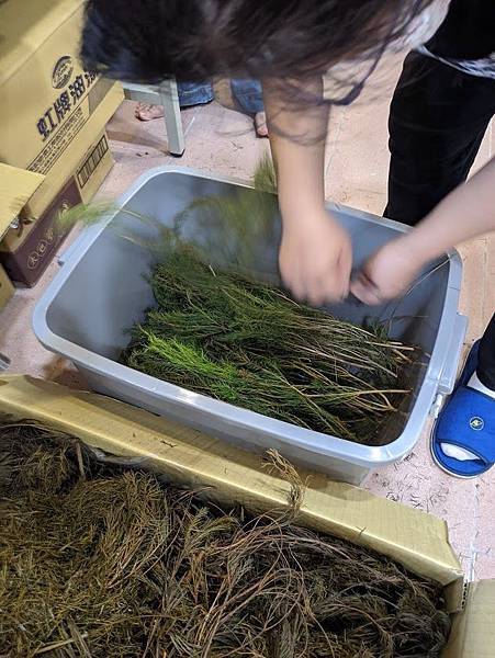 茶樹整理.jpg 茶樹整理.jpg