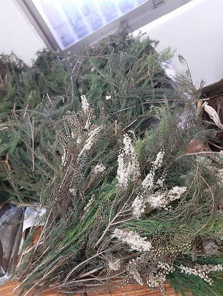 茶樹與茶樹花.jpg 茶樹與茶樹花.jpg