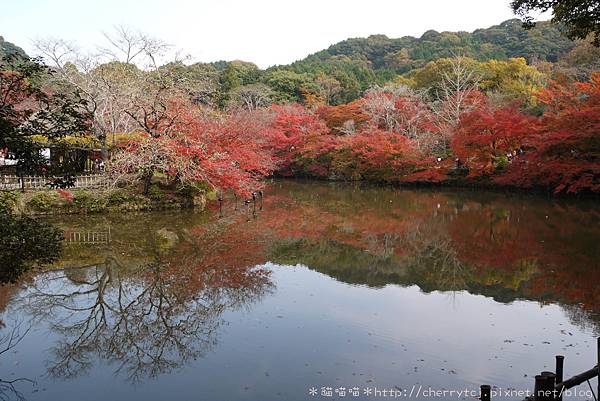 御船山楓葉2014-11