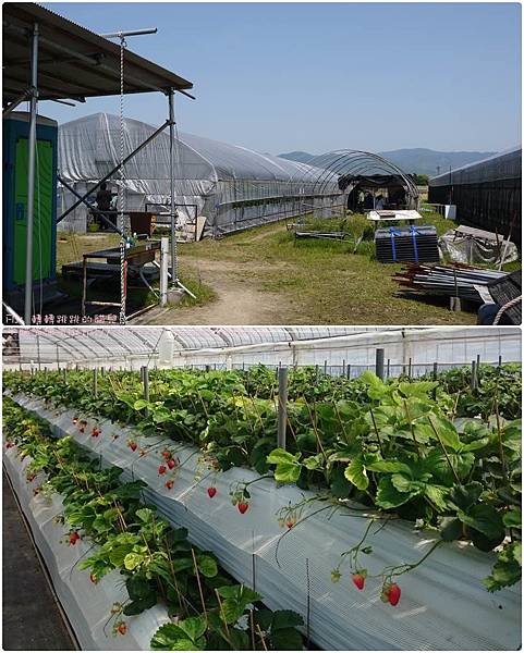 2016佐賀-牛島草莓園-準備開採