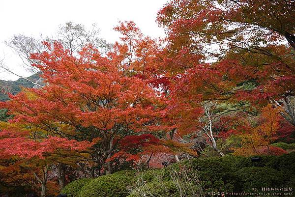 2014御船山賞楓-maple2