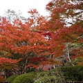 2014御船山賞楓-maple2