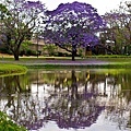 Jacaranda(藍花楹).jpg