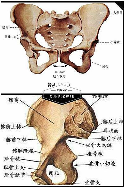 產後腰痛小心緻密性骨炎 醫師娘的孕媽咪葵花寶典 痞客邦