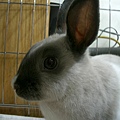 20060201　兔子貼春聯
