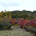 龍安寺池裡鋪滿蓮花葉