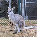 Lone Pine Koala Sanctuary - Kangaroo 之一