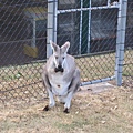 Lone Pine Koala Sanctuary - Kangaroo 之二