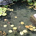 拱蘭宮旁水池