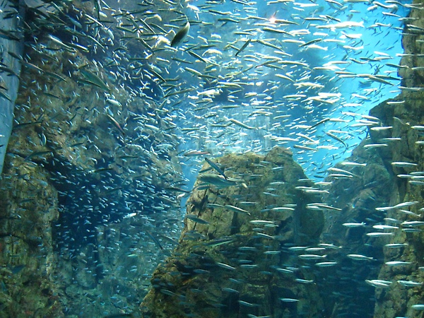 這些魚游得很快!!!