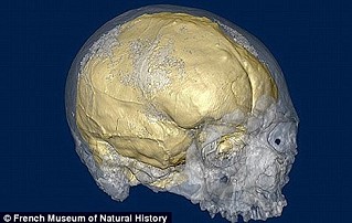 人類腦容量越來越小1.jpg 人類腦容量越來越小1.jpg