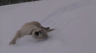 爆笑滑雪 拉布拉多狗 - 爆笑滑雪 拉布拉多狗兄弟3.jpg