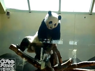 貓熊跳嘻哈舞 - 嘻哈貓熊 貓熊跳嘻哈舞4.jpg