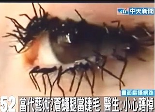 蒼蠅腿睫毛.jpg 蒼蠅腿睫毛.jpg