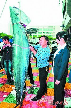 巨型馬鮫魚 - 巨型馬鮫魚 長2.3公尺(1).jpg 巨型馬鮫魚 - 巨型馬鮫魚 長2.3公尺(1).jpg