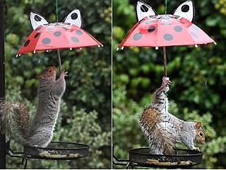 松鼠撐傘躲雨1.jpg