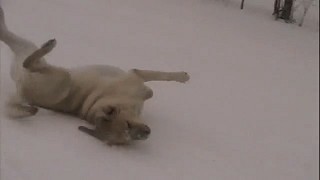 爆笑滑雪 拉布拉多狗 - 爆笑滑雪 拉布拉多狗兄弟7.jpg