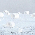 雪卷奇景 - 罕見 雪卷奇景5.jpg