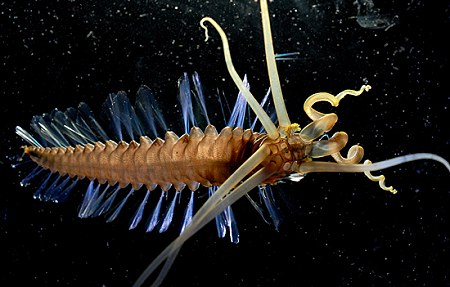 烏賊蠕蟲 - 烏賊蠕蟲 squidworm1.jpg 烏賊蠕蟲 - 烏賊蠕蟲 squidworm1.jpg