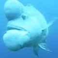 shark-fish01.jpg