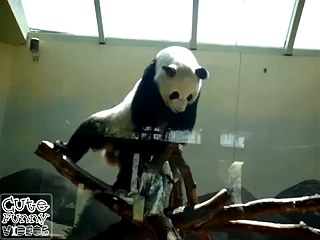 貓熊跳嘻哈舞 - 嘻哈貓熊 貓熊跳嘻哈舞1.jpg