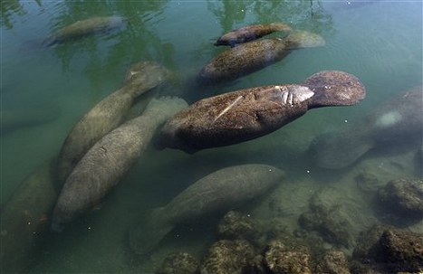 美人魚 佛州海牛泡溫泉2.jpg