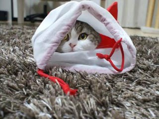 紙箱貓變「聖誕襪貓」1.jpg
