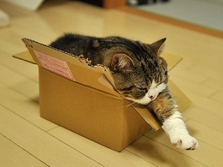 紙箱貓減肥失敗1.jpg 紙箱貓減肥失敗1.jpg