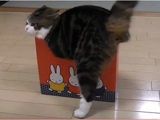 紙箱貓 小圓01.jpg 紙箱貓 小圓01.jpg