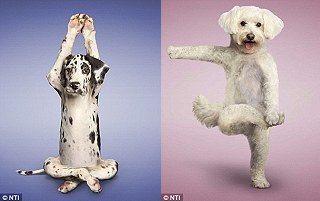 狗狗做瑜伽3.jpg