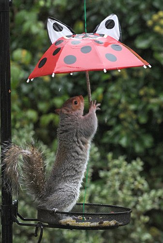 松鼠撐傘躲雨2.jpg