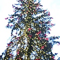 聖誕樹好美
