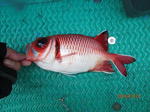 柏氏鋸鱗魚(鐵甲兵)