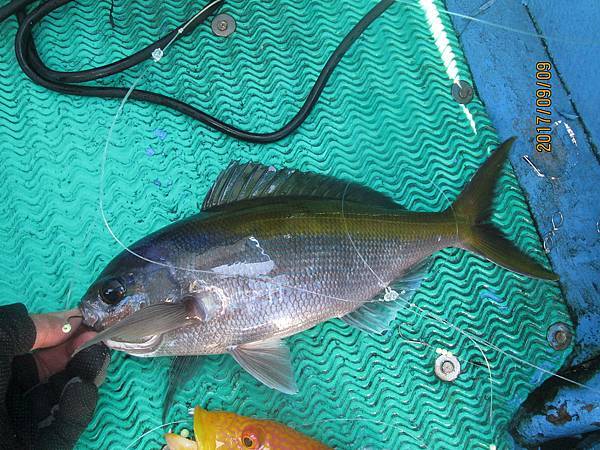 深海 包公雞 老鄭的相簿 痞客邦