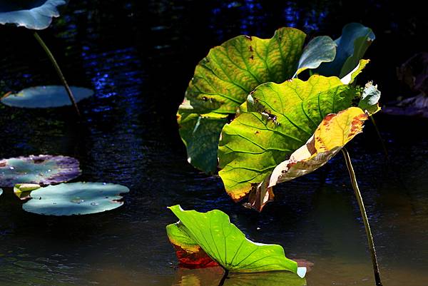 台北植物園風情   1120918